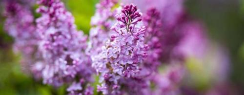 7 Places to Stop & Smell the Flowers in the FLX Rochester Lilac Festival