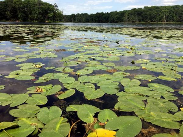 A Moment to Daydream: Lakes & Waterways of the Finger Lakes Sanford Lake