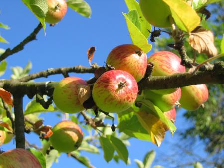 Apples Abound in the Finger Lakes Apples on Tree