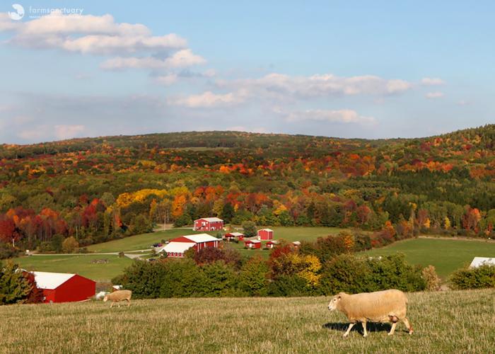 Finger Lakes Fun for Everyone Farm Sanctuary
