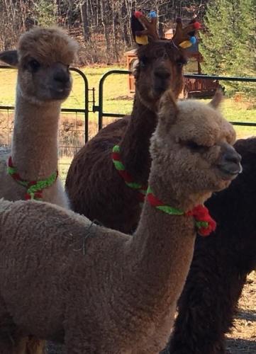 Ho! Ho! Ho-liday Celebrations and Festive Fun in the Finger Lakes Holiday Open Farm Days at Shepherd’s Creek Alpacas