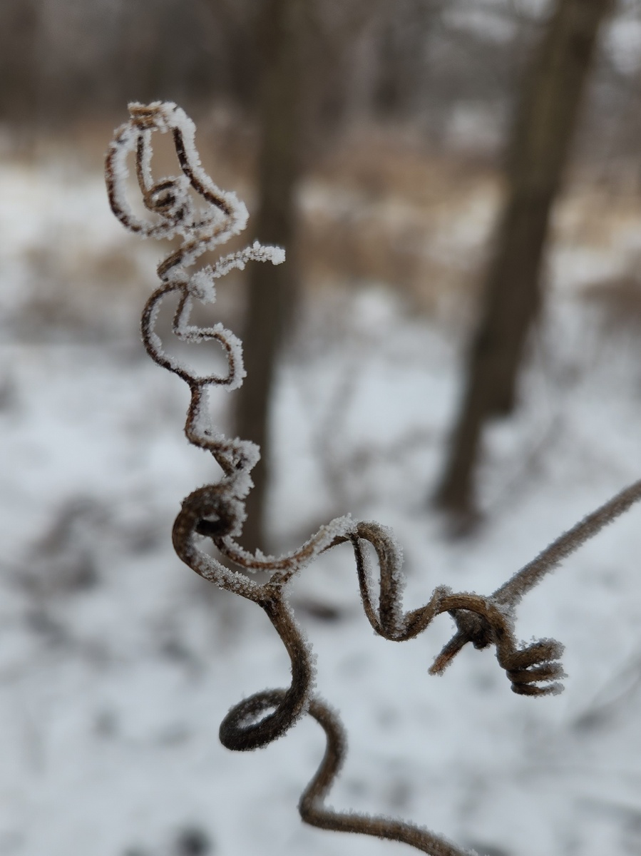 Find Hidden Gems of the Finger Lakes Region - Move Slowly and Narrow Your Focus a close up of a plant