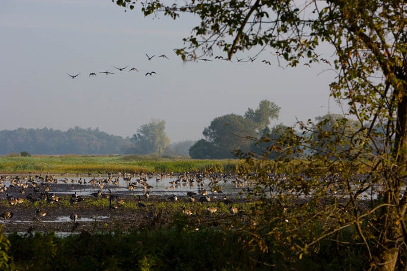 birds flying over a marsh