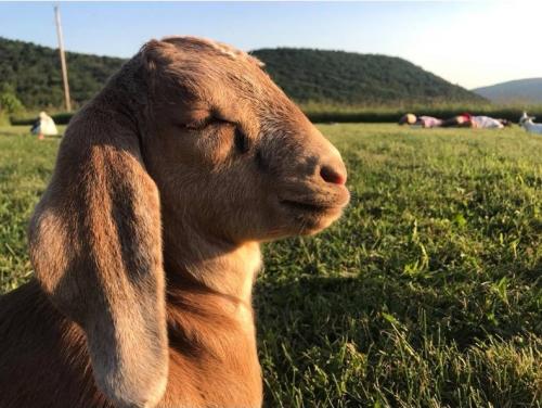 Say “Nama-Stay” to Yoga in The Finger Lakes Goat Yoga