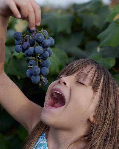 Grapes by travelin_family